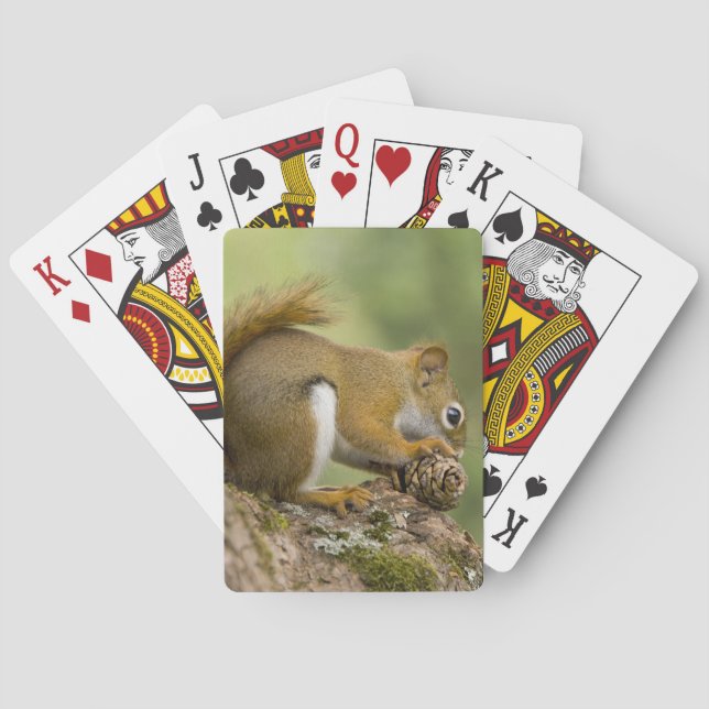 Kanada, Nova Scotia, Halifax. Offentliga trädgårda Casinokort (Baksidan)