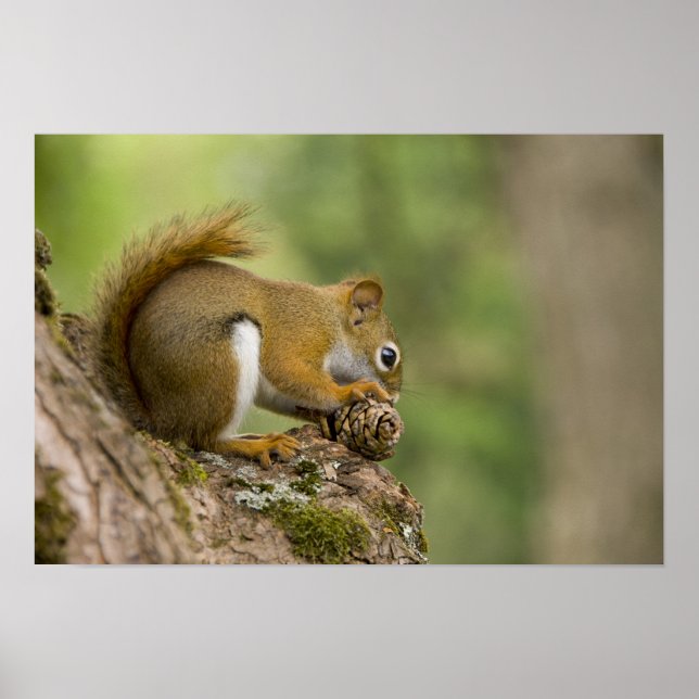 Kanada, Nova Scotia, Halifax. Offentliga trädgårda Poster (Framsidan)