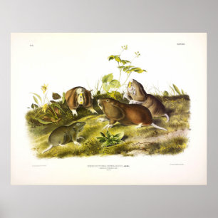 Kanada Pouched Råtta (Plains Pocket Gopher) Audubo Poster