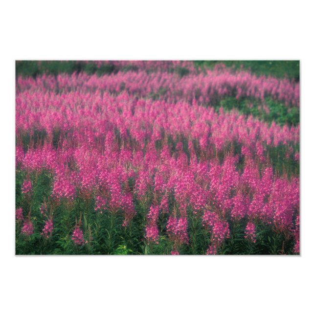 Kanada, Quebec, Gaspe. Lila Lythrum-blommor, Fototryck (Framsidan)