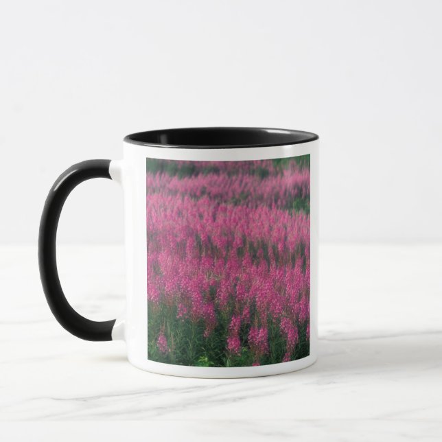 Kanada, Quebec, Gaspe. Lila Lythrum-blommor, Mugg (Vänster)