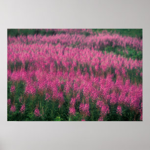 Kanada, Quebec, Gaspe. Lila Lythrum-blommor, Poster