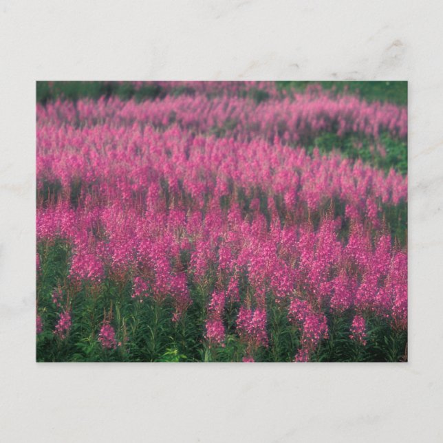 Kanada, Quebec, Gaspe. Lila Lythrum-blommor, Vykort (Framsida)