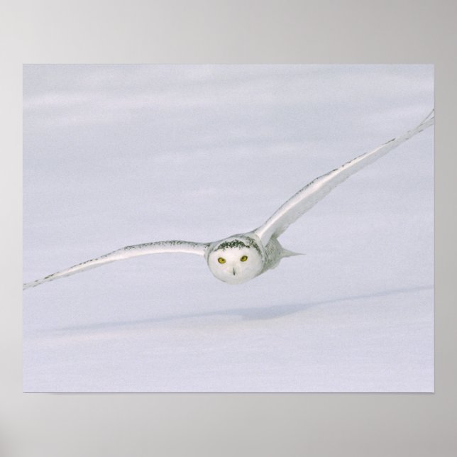 Kanada, Quebec. Snowy uggla flyger lågt över snö. Poster (Framsidan)