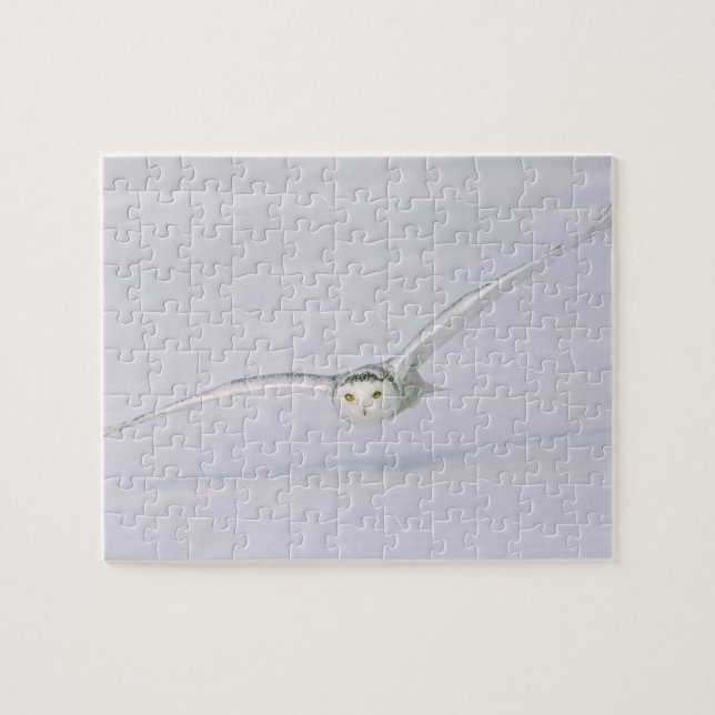 Kanada, Quebec. Snowy uggla flyger lågt över snö. Pussel (Horisontell)