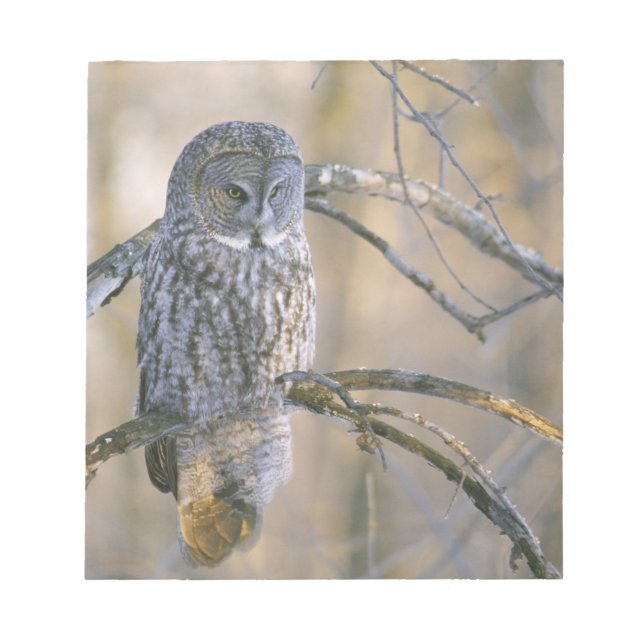 Kanada, Quebec. Stora grå ugglan sitter på ett trä Anteckningsblock (Framsida)