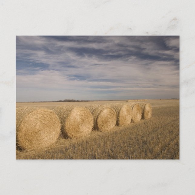 Kanada, Saskatchewan, Craik: Hayrolls / Autumn Vykort (Framsida)