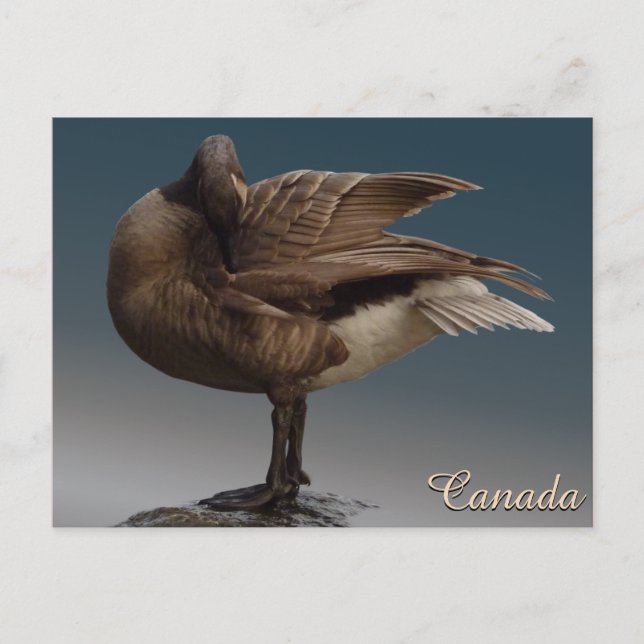 Kanada Souvenir Postcards Kanada Geese Cards Vykort (Framsida)