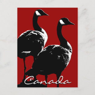 Kanada Souvenir Postcards Kanada Geese Cards Vykort