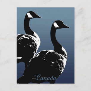 Kanada Souvenir Postcards Kanada Geese Cards Vykort