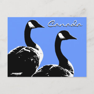 Kanada Souvenir Postcards Kanada Geese Cards Vykort