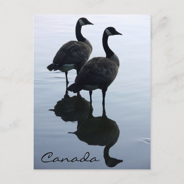 Kanada Souvenir Postcards Kanada Geese Cards Vykort (Framsida)