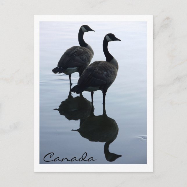 Kanada Souvenir Postcards Kanada Geese Cards Vykort (Framsida)