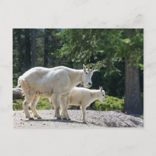 Kanada - vykort för bergsgetter