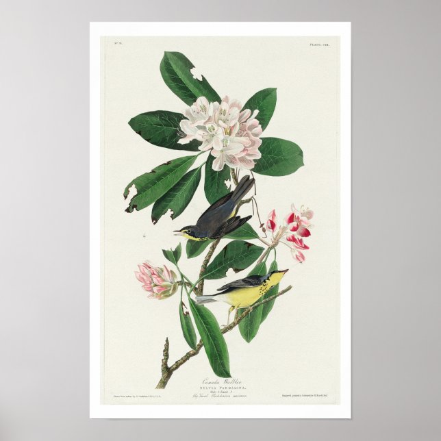 Kanada Warbler by Audubon Poster (Framsidan)
