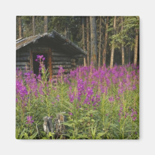 Kanada, Yukon, Ross River-området, Övergiven stuga Magnet