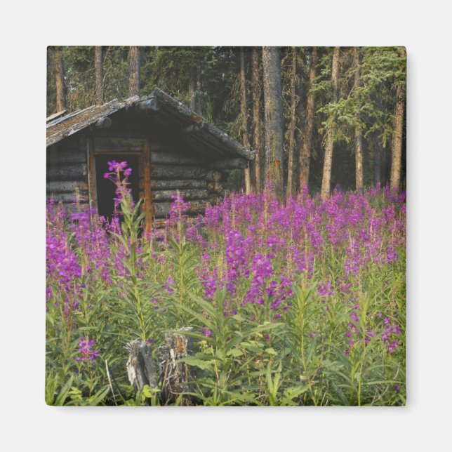 Kanada, Yukon, Ross River-området, Övergiven stuga Magnet (Framsidan)
