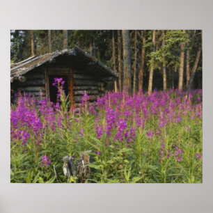 Kanada, Yukon, Ross River-området, Övergiven stuga Poster