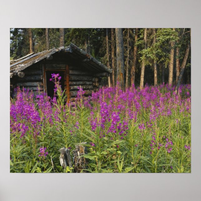 Kanada, Yukon, Ross River-området, Övergiven stuga Poster (Framsidan)