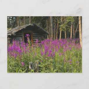 Kanada, Yukon, Ross River-området, Övergiven stuga Vykort