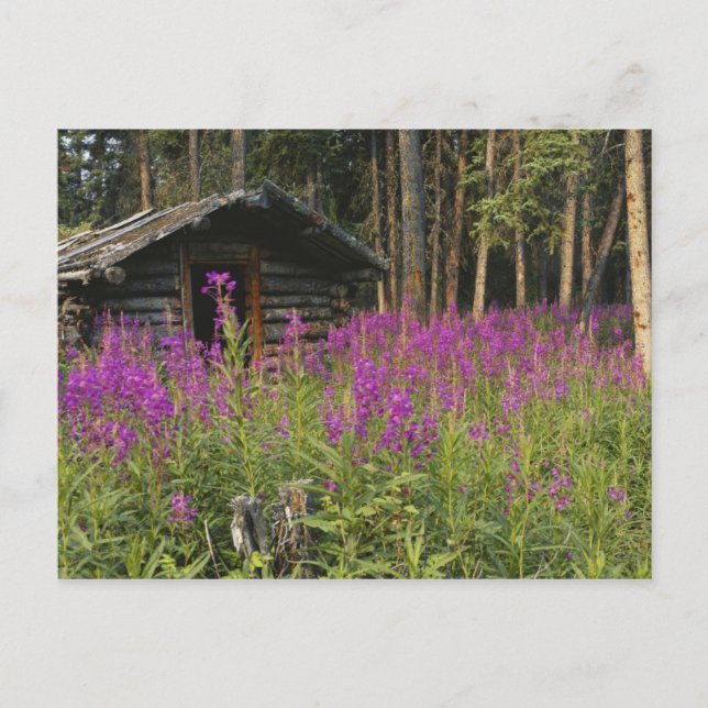 Kanada, Yukon, Ross River-området, Övergiven stuga Vykort (Framsida)