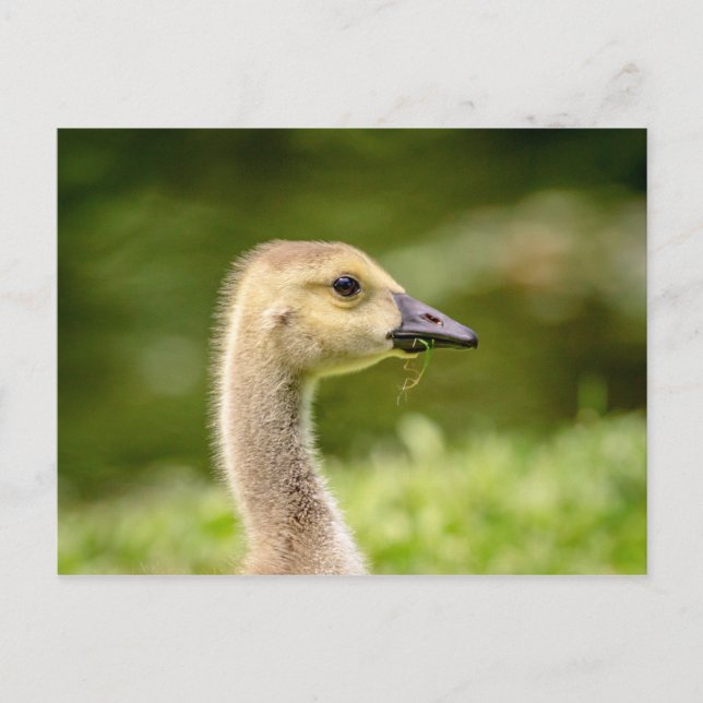 Kanadagås (Gosling) Vykort (Framsida)