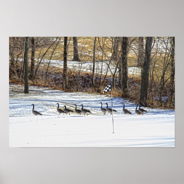 Kanadagäss på en snötäckt golfbana poster (Framsidan)