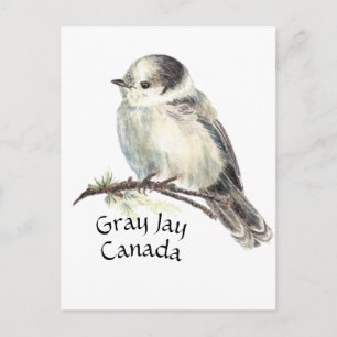 Kanadas National Bird Grått Grått Jay, Whiskey Jac Vykort