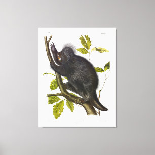 Kanadas porcupin eller nordamerikanska porcupin canvastryck
