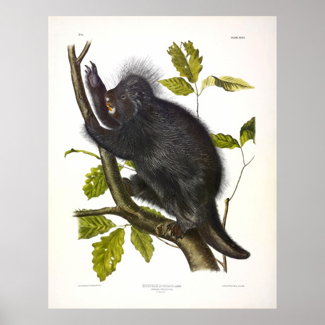 Kanadas porcupin eller nordamerikanska porcupin poster (Framsidan)