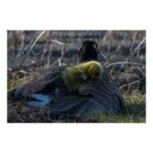 Kanadasgäss med gässling Poster Skriv ut