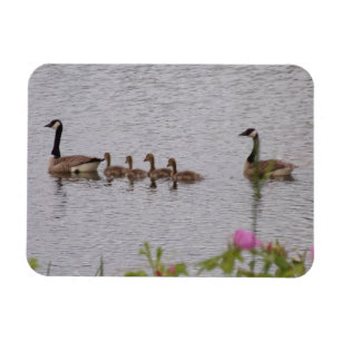 Kanadensisk Gås Familj n Blommor Flexibel Magnet