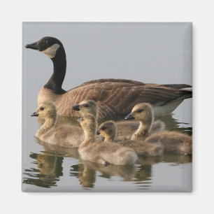 Kanadensisk gås- och goslingsgäss magnet