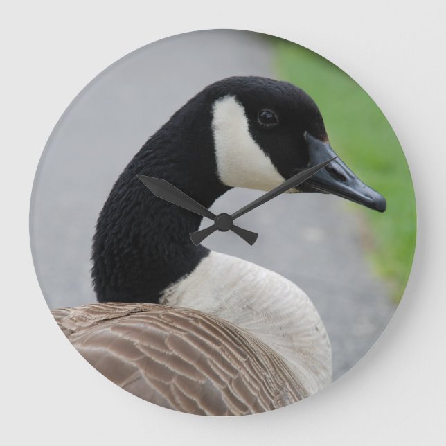 Kanadensisk gås stor klocka (Framsida)