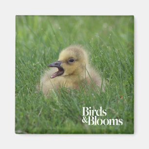 Kanadensisk gåschick magnet