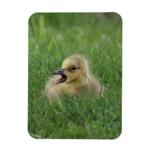 Kanadensisk gåschick magnet