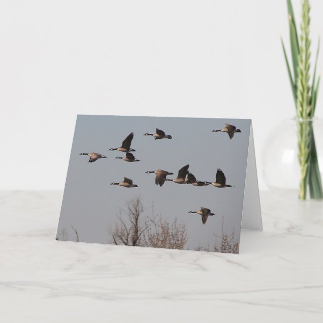 Kanadensisk gäss i flyg II Kort (Framsida)