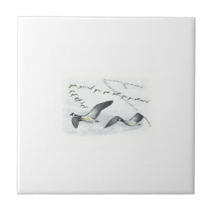 Kanadensisk gässtegelplatta kakelplatta