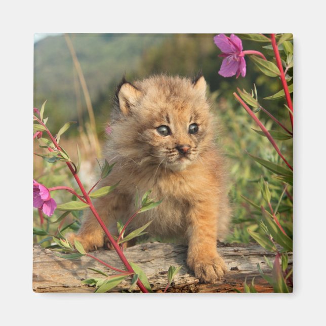 Kanadensisk lodjur unge, Alaska Magnet (Framsidan)