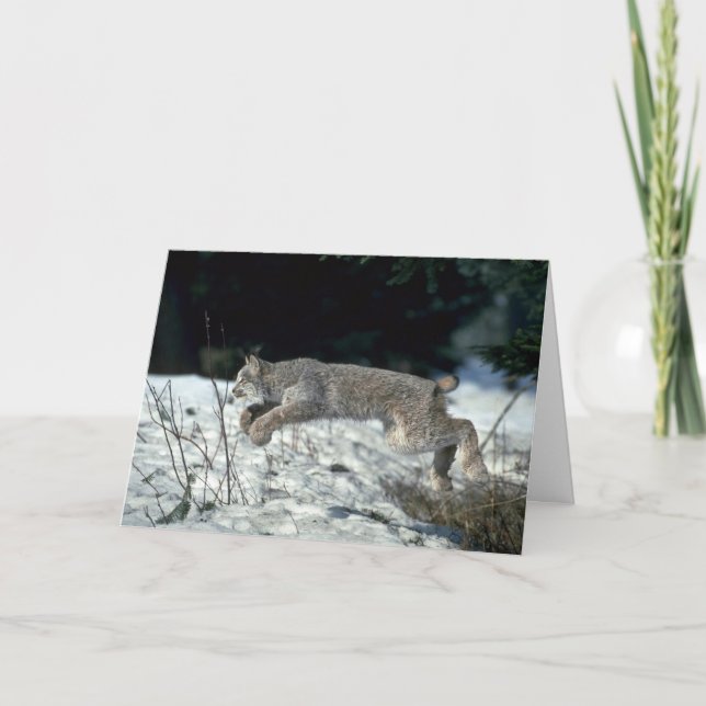 Kanadensisk lynx, landande på snö kort (Framsida)