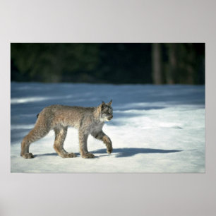 Kanadensisk lynx på snö poster