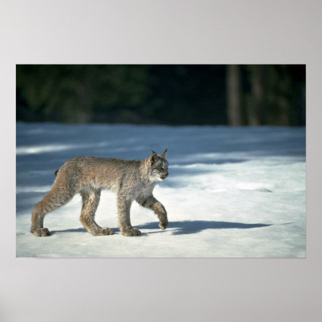 Kanadensisk lynx på snö poster (Framsidan)