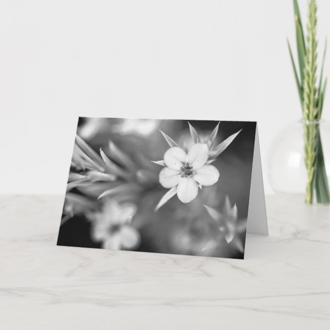 Kanadensisk plommonblomma kort (Framsida)