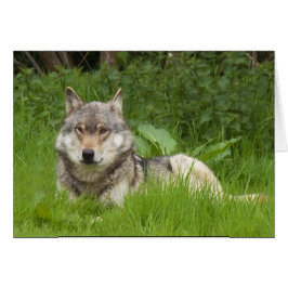 Kanadensisk varg hälsningskort