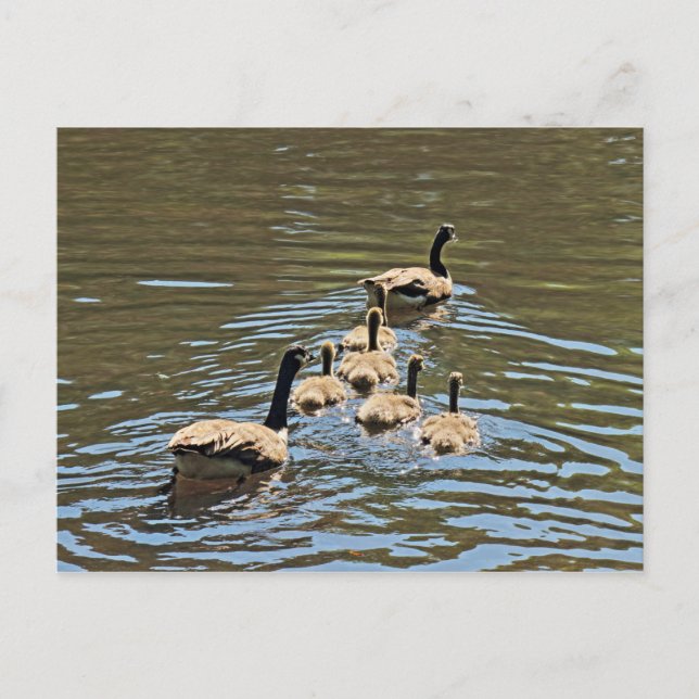 Kanadensiska gäss med Goslings Postcard Vykort (Framsida)