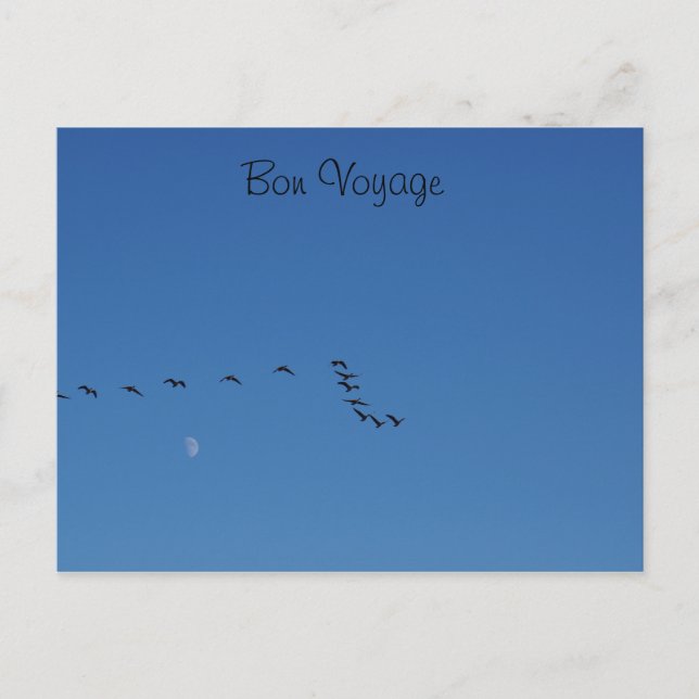 Kanadensiska gäss under flygning vykort (Framsida)