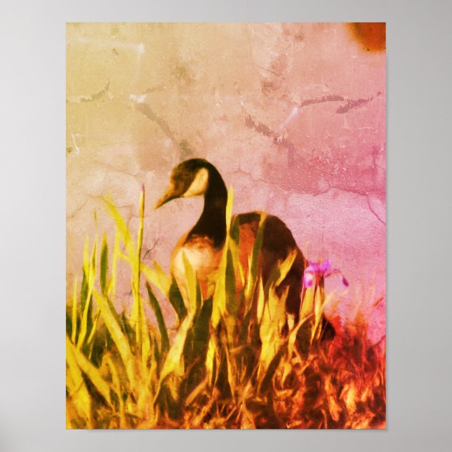 Kanadensiska Goose Irises Distress Nature Art Poster (Framsidan)