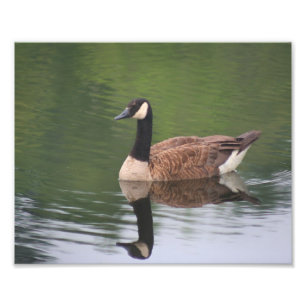Kanadensiska Goose Reflection Nature Fototryck