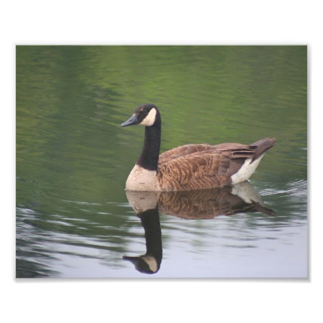 Kanadensiska Goose Reflection Nature Fototryck (Framsidan)
