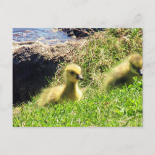 Kanadensiska Goslings Exploring Environment Vykort